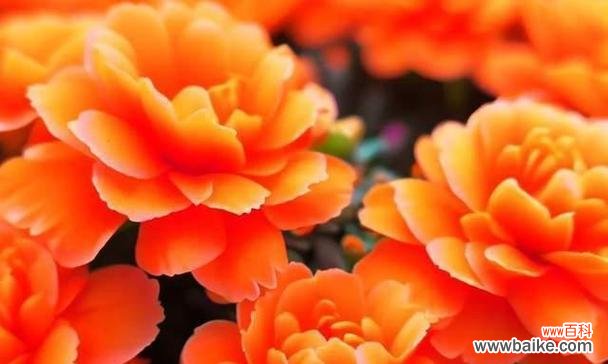 探索橙色月季花的内涵与美丽 橙色月季花的象征意义及魅力