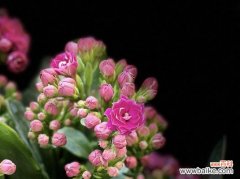 探索长寿花的秘密与奇妙 长寿花的花语、功效与价值