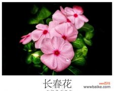 美丽寓意满满的祝福 长春花的花语与寓意