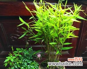 翠竹的美丽与坚韧 翠竹的象征意义及其生活哲学