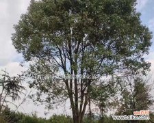 从丛生到繁茂 香樟丛生之美——探秘香樟树的生长习性与生态意义