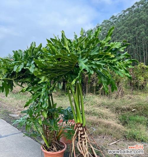 探寻春羽花语的深层意义 春羽花语及其寓意的解读——唤醒心灵的美丽力量