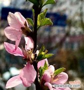 以花为笔 春天花开，万物复苏