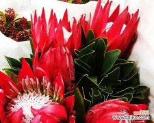 探索帝王花的花语 帝王花的花语之美