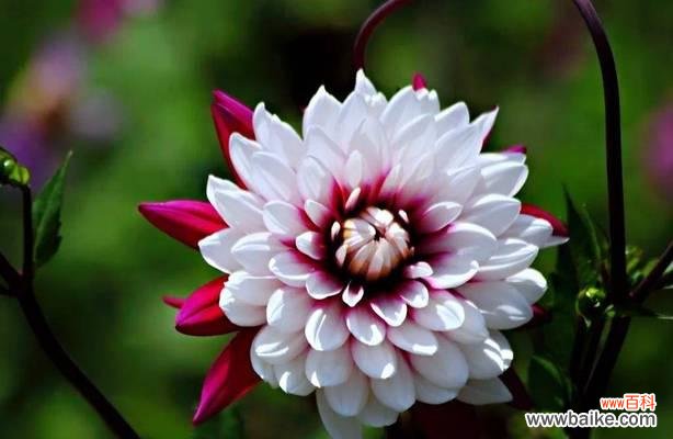 探秘大丽花的象征意义与传承 大丽花的花语