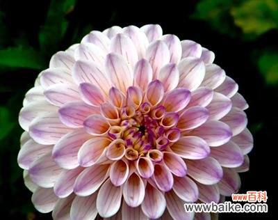 探秘大丽花的象征意义与传承 大丽花的花语