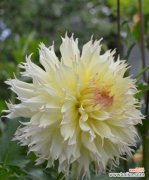 探秘大丽花的象征意义与传承 大丽花的花语