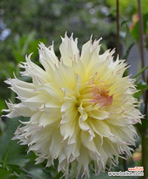 探秘大丽花的象征意义与传承 大丽花的花语