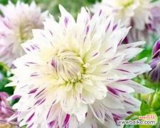 探寻大丽花的神秘密码和情感传递力量 大丽花的花语和寓意