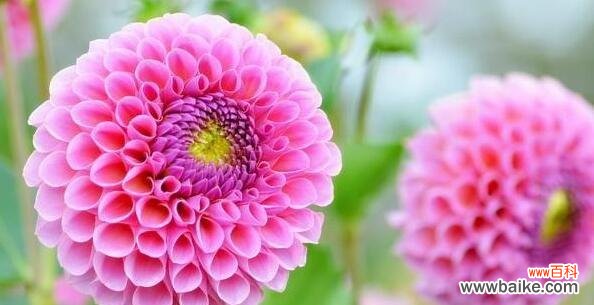 探寻大丽花的神秘密码和情感传递力量 大丽花的花语和寓意