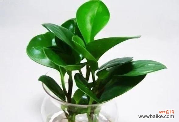 探究豆瓣绿的风水意义 豆瓣绿的风水寓意及其应用