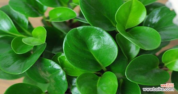 探究豆瓣绿的风水意义 豆瓣绿的风水寓意及其应用