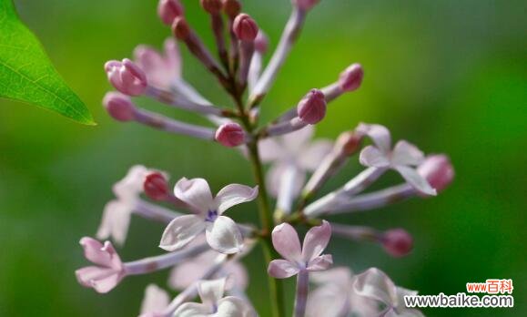 探寻丁香花的神秘内涵 丁香花的花语与意义