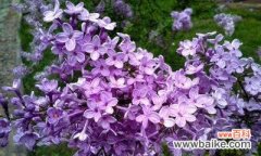 探寻丁香花的神秘内涵 丁香花的花语与意义