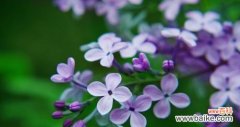 解析丁香花语的深层含义 丁香花语与其意义