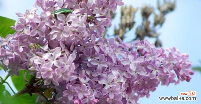 解析丁香花语的深层含义 丁香花语与其意义