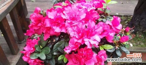 揭示杜鹃花的十大花语和寓意 杜鹃花的花语和寓意