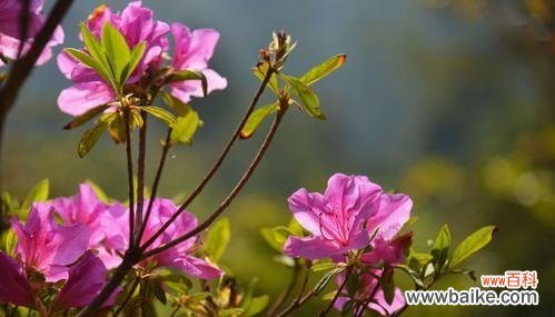 揭示杜鹃花的十大花语和寓意 杜鹃花的花语和寓意