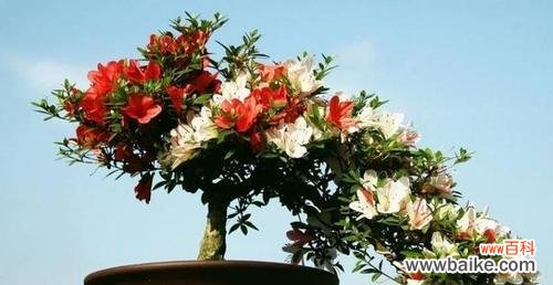 探寻杜鹃花的风水禁忌和吉祥之处 杜鹃花的风水寓意与注意事项