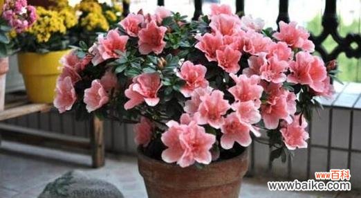 探寻杜鹃花的风水禁忌和吉祥之处 杜鹃花的风水寓意与注意事项