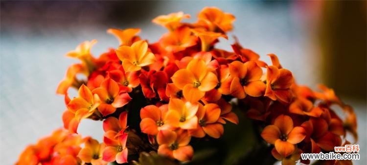 迎接秋天的15种花卉盛开美丽 秋天的花卉盛宴