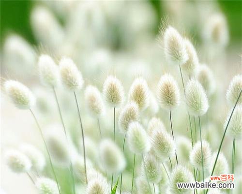 五彩斑斓的秋天 秋天的花园