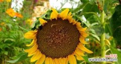 五彩斑斓的秋天 秋天的花园