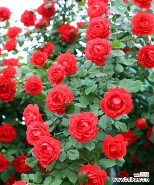 火红、橙黄、艳丽多彩 热情奔放的花——热烈的花朵象征着生命的火焰