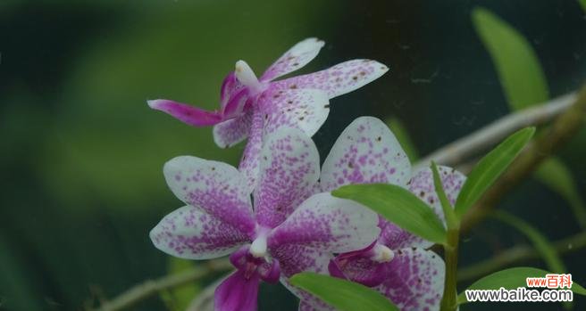 以植物见证人性光辉的奇妙故事 善良之花