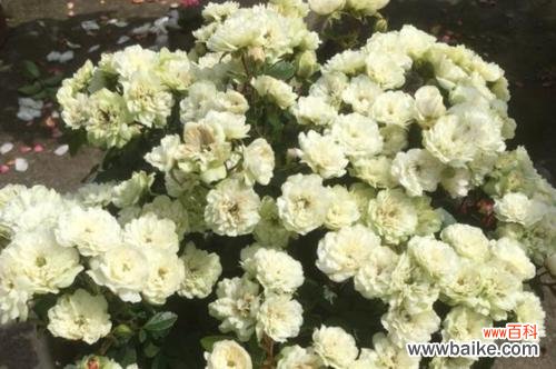 探寻狮子座特质与独特象征的植物之道 狮子座的花——勇猛自信的太阳之花