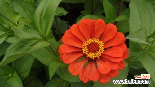 探寻狮子座特质与独特象征的植物之道 狮子座的花——勇猛自信的太阳之花