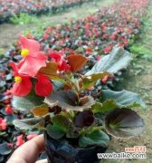 以代表四季性的花为主题的花卉盛宴 四季花开，春夏秋冬绽放的美丽