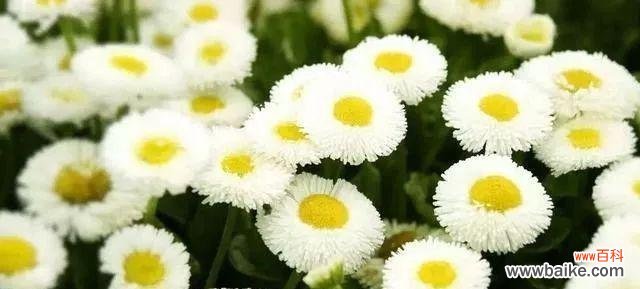 花开寄托情怀 以花为思念，献给亲人的永恒记忆