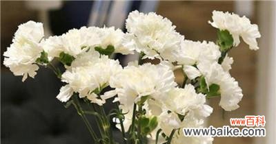 花开寄托情怀 以花为思念，献给亲人的永恒记忆