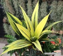 以代表顺利的植物为主题的研究与探讨 植物与顺利之间的关系