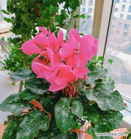 以代表顺利的植物为主题的研究与探讨 植物与顺利之间的关系