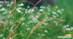 探索植物在表达思念中的神奇魅力 植物代表思念的力量