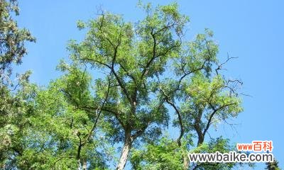 探索植物在表达思念中的神奇魅力 植物代表思念的力量