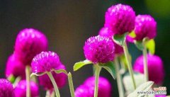 代表四季的植物与自然的和谐共生 四季的变幻与植物的美丽