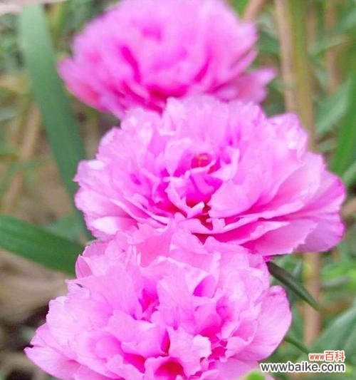 花朵以其美丽之姿献身大自然 美丽花朵的无私奉献