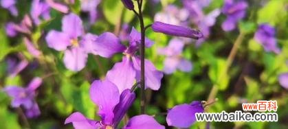 花朵以其美丽之姿献身大自然 美丽花朵的无私奉献