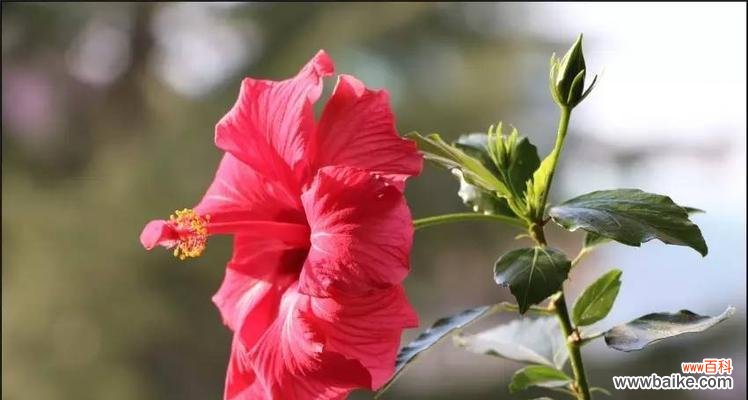 花朵以其美丽之姿献身大自然 美丽花朵的无私奉献