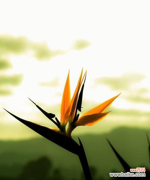 探寻希望之花 代表希望的植物