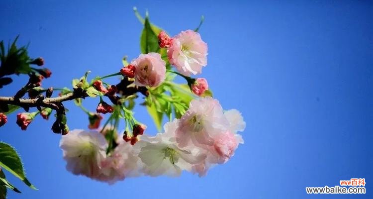 以美丽之姿点亮生命的希望与曙光 花开希望，曙光初现