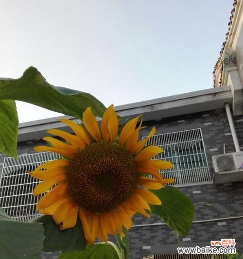 以美丽之姿点亮生命的希望与曙光 花开希望，曙光初现