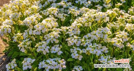 烈日下的花海奇观 夏日花卉盛放,缤纷绽放
