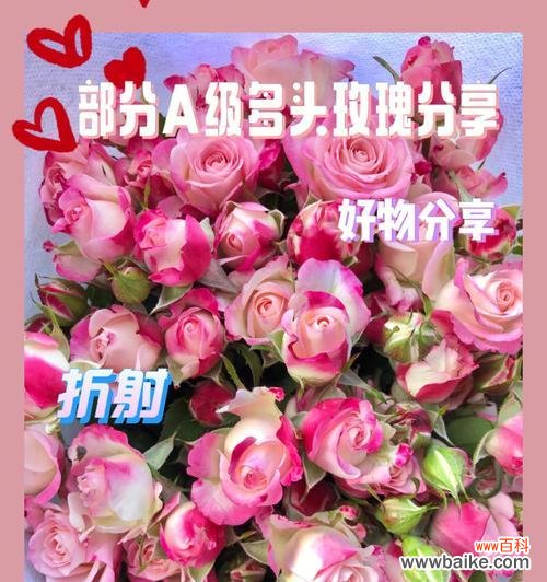 盛开的爱与希望——多头玫瑰花语解读 多头玫瑰的花语与象征