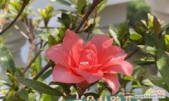 探究杜鹃花所象征的美好与深刻内涵 杜鹃花的象征意义