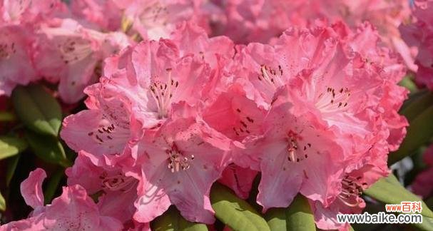 鲜花中的守护者——杜鹃花 杜鹃花的象征意义及文化内涵