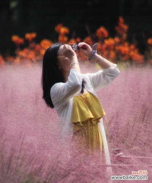 追寻生命的色彩 粉黛乱子草的花语寓意——美丽与希望